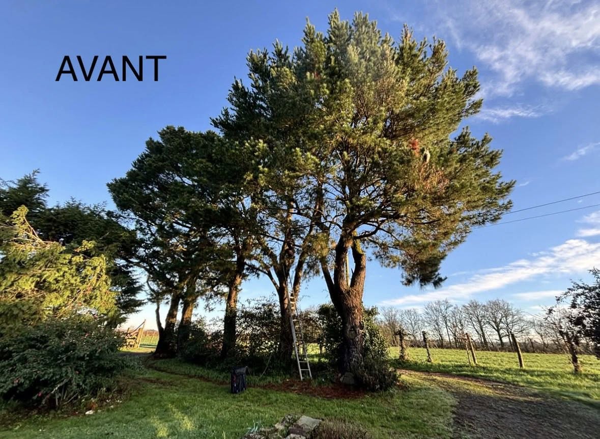 Avant taille d'éclaircie et sanitaire sur pins — houppier dense avec bois mort