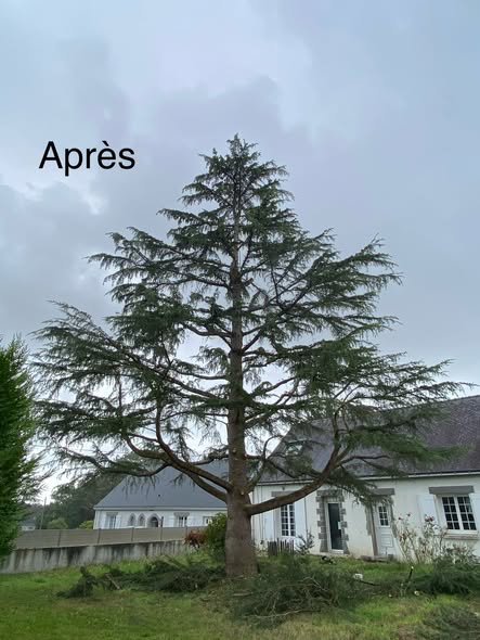 Taille d'éclaircie préventive avant la neige — résultat après intervention Trouvé Élagage