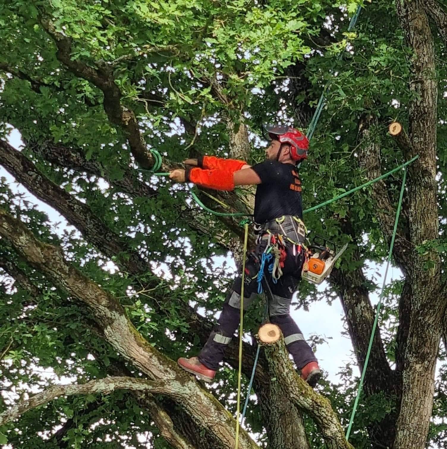 Démontage d'un chêne centenaire à Savenay