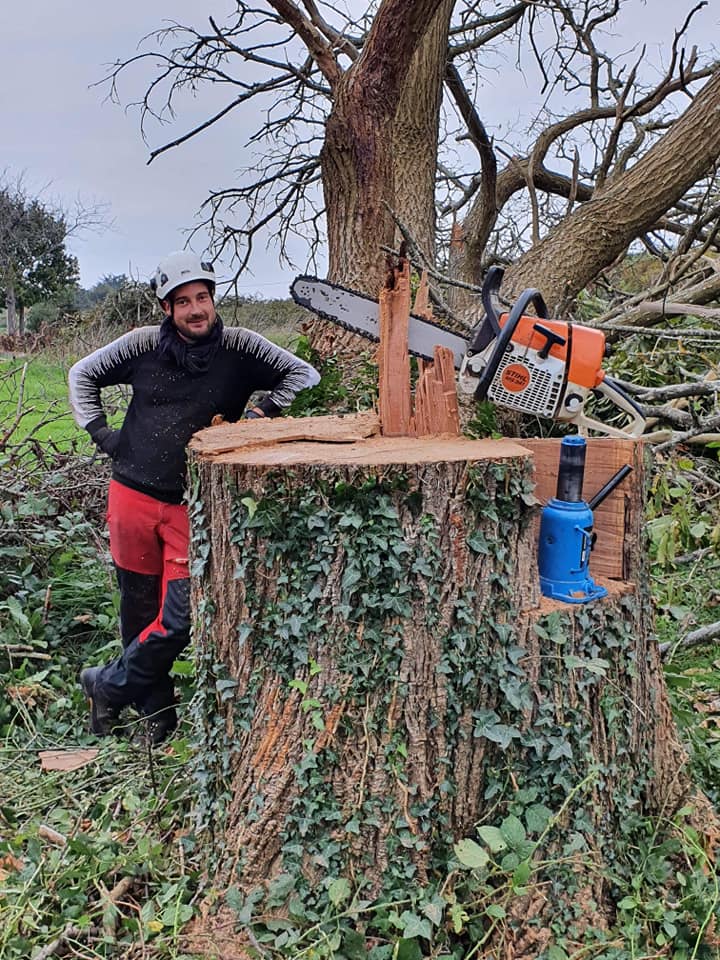 Quand tailler ses arbres - guide par essence