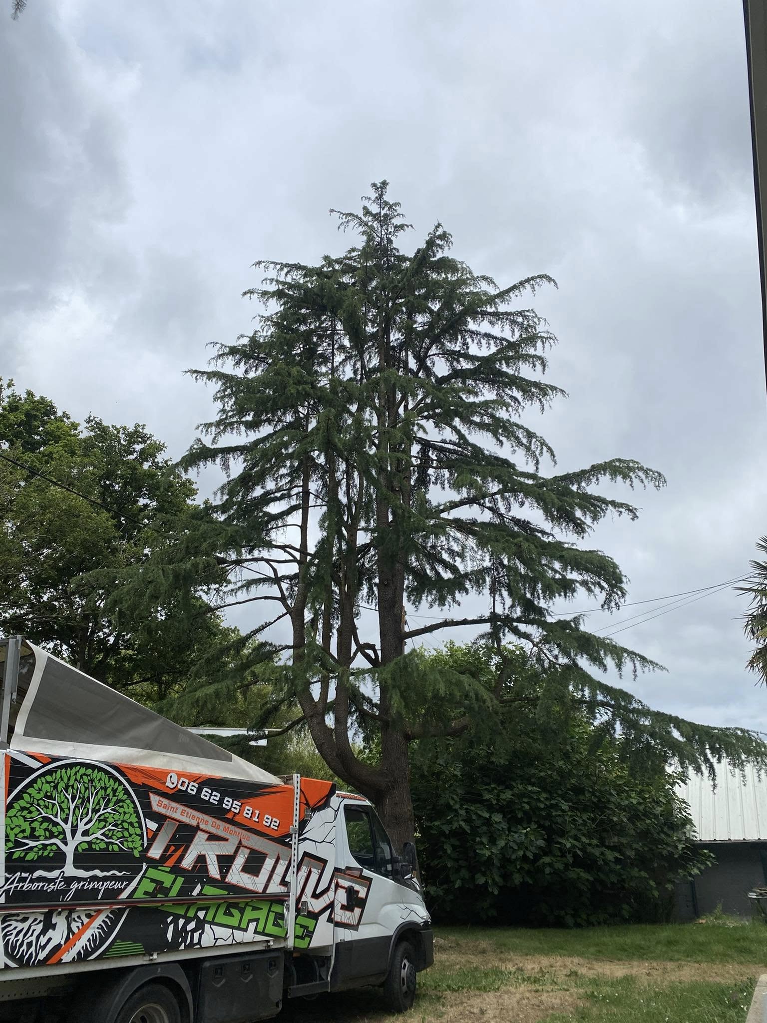 Reconnaître un arbre malade