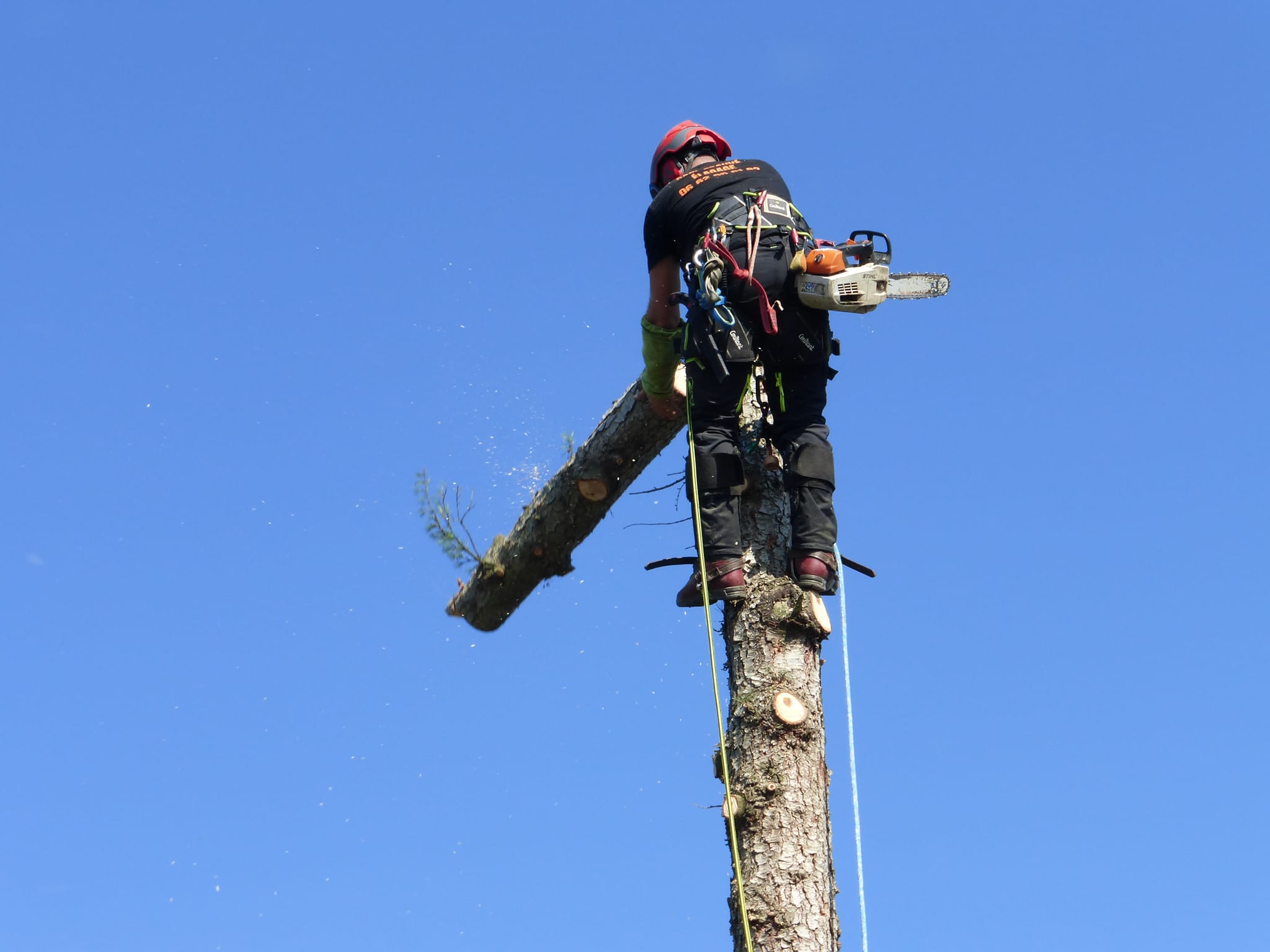 Abattage d'arbre délicat