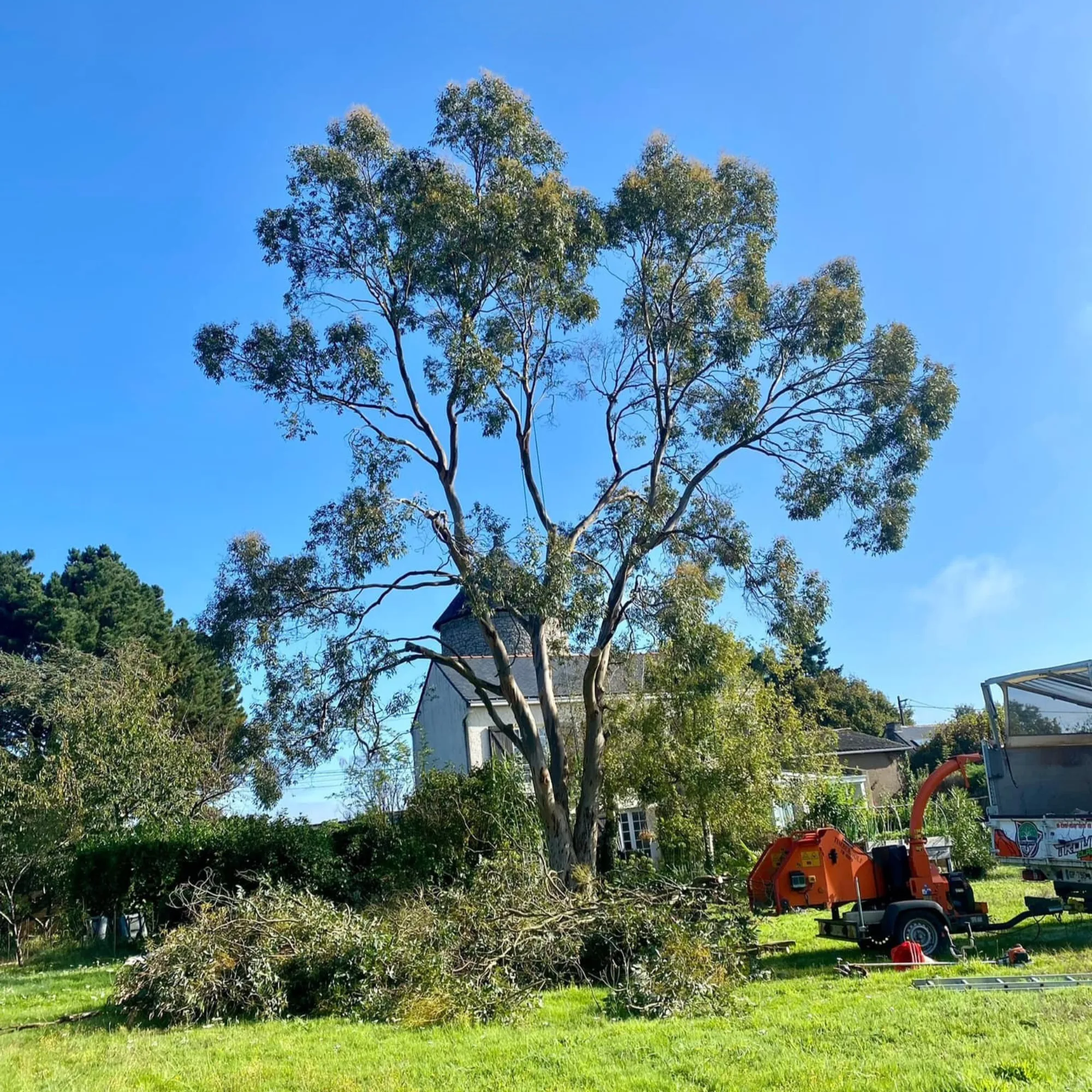 Élagage et soin des arbres