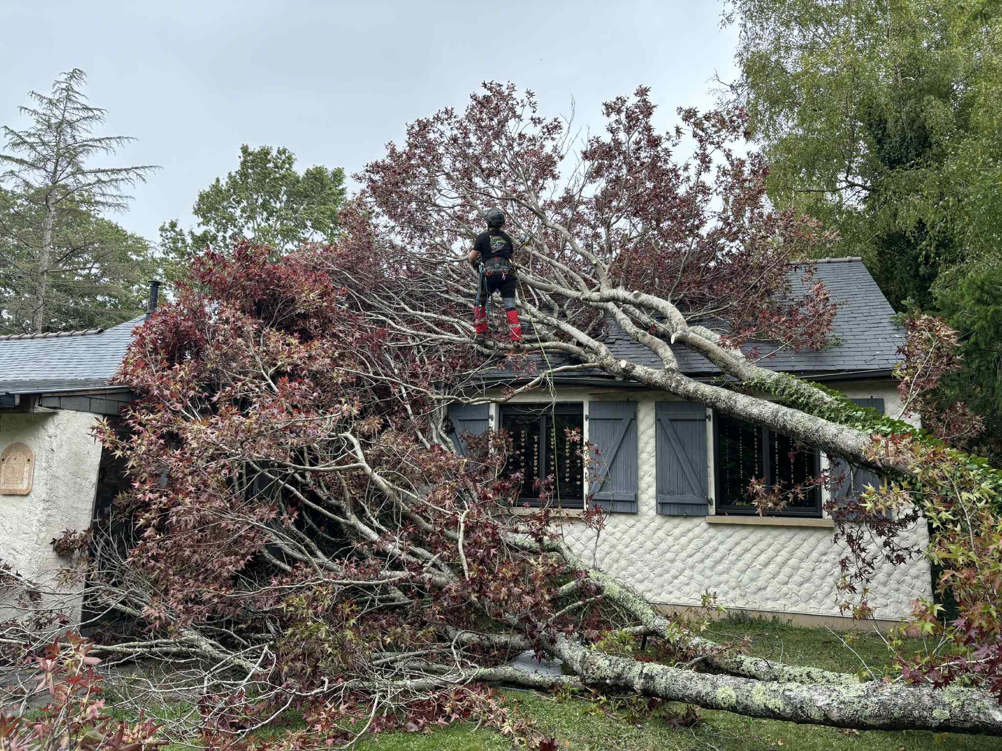 Intervention urgence tempête arbre tombé